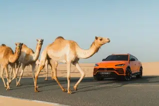 We have created for you a selection of interesting locations that will not leave you indifferent. Visit the best places in Dubai while driving the best luxury cars from Noor Altareeq....